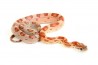 Pantherophis guttatus, bloodred motley