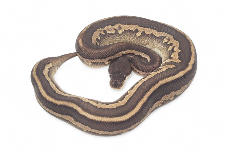 Python regius, cinnamon leopard