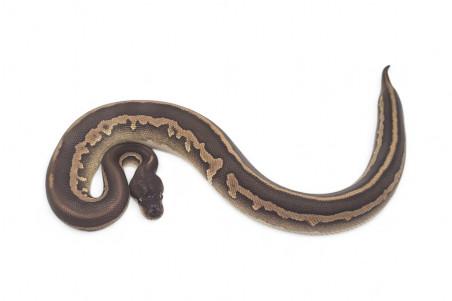 Python regius, cinnamon leopard