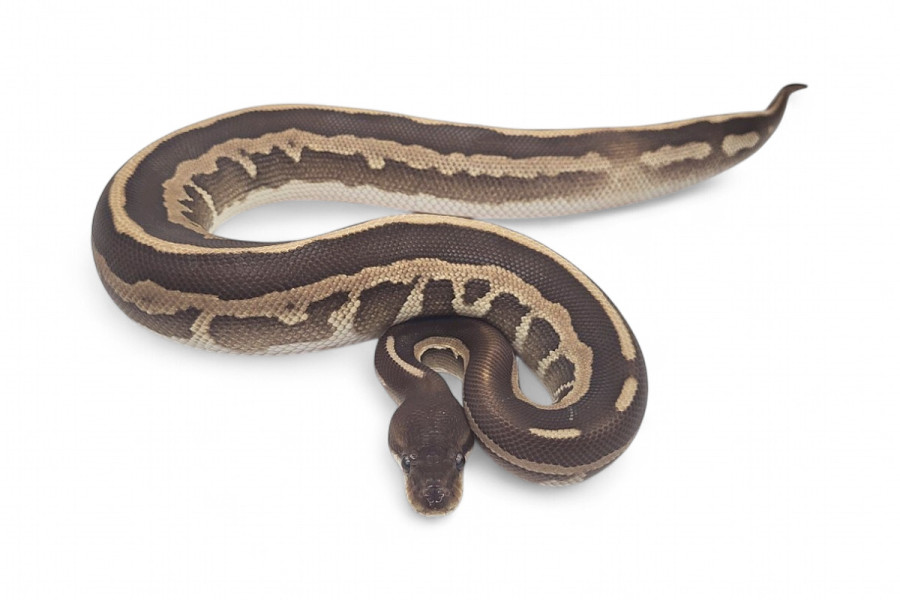 Python regius, cinnamon leopard