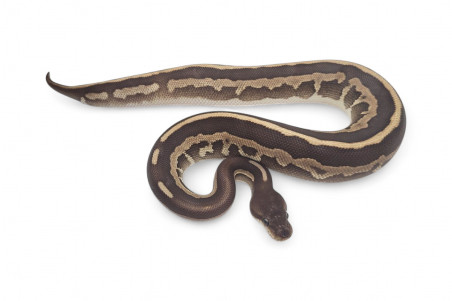 Python regius, cinnamon leopard