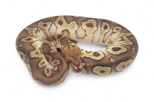 Python regius, mojave red...
