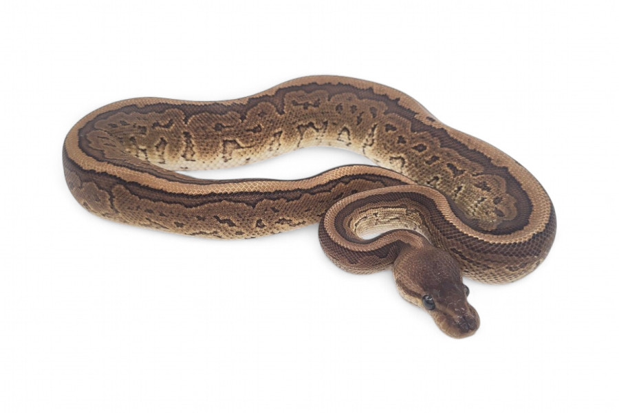 Python regius, cinnamon pinstripe