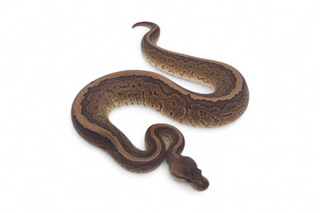 Python regius, cinnamon pinstripe