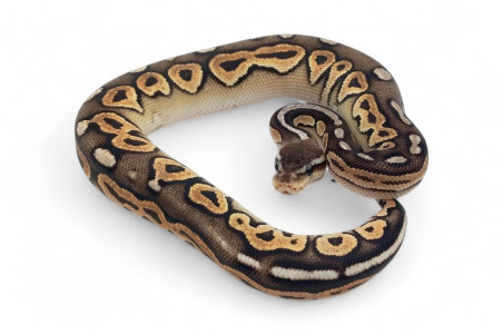 Python regius, pewter