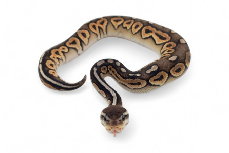 Python regius, pewter