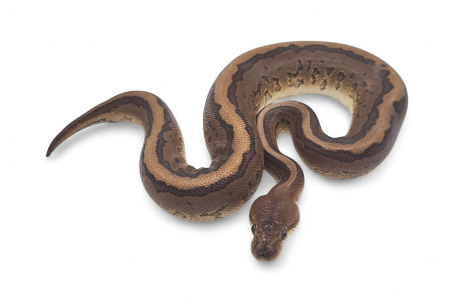 Python regius, cinnamon pinstripe