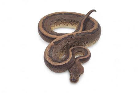 Python regius, cinnamon pinstripe