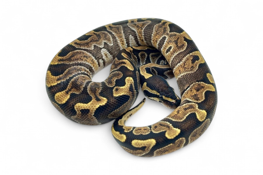 Python regius, GHI vanilla