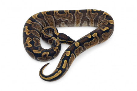 Python regius, GHI vanilla