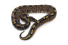 Python regius, GHI vanilla