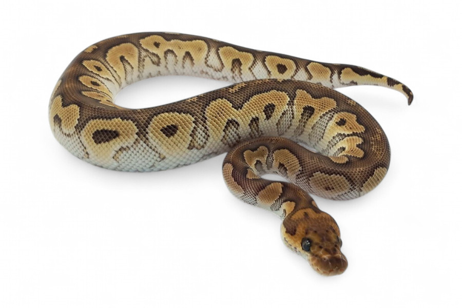 Python regius, clown mojave