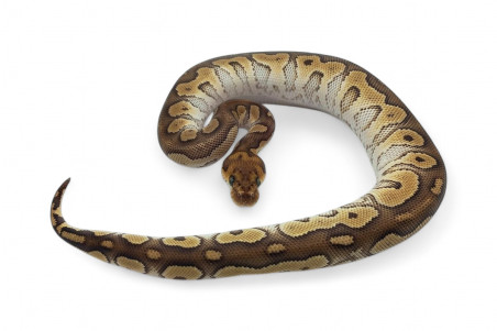 Python regius, clown mojave