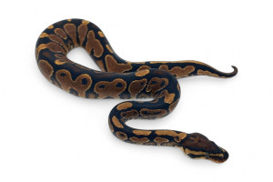 Python regius, specter