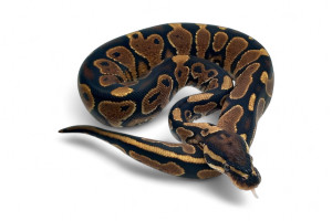 Python regius, specter