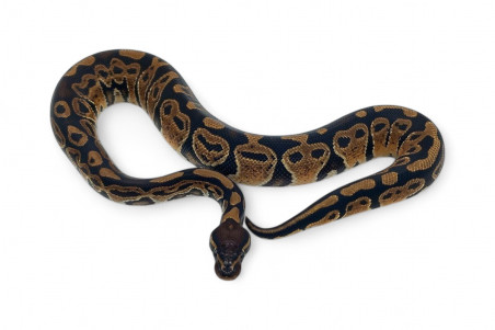 Python regius, trick