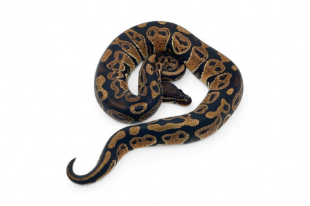 Python regius, trick