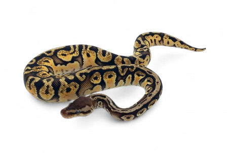 Python regius, pastel HGWG