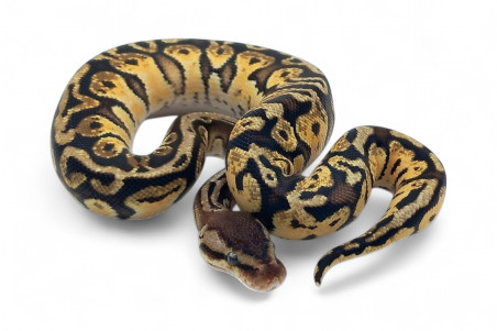 Python regius, pastel HGWG