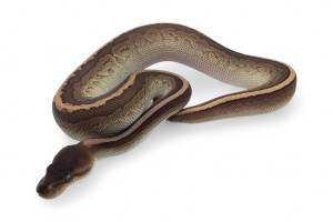 Python regius, cinnamon...