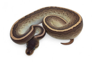 Python regius, cinnamon...