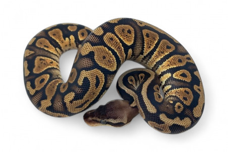 Python regius, pastel mahogany