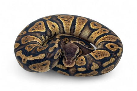 Python regius, pastel mahogany