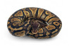 Python regius, pastel mahogany