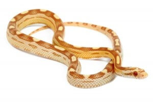 Pantherophis guttatus, butter motley