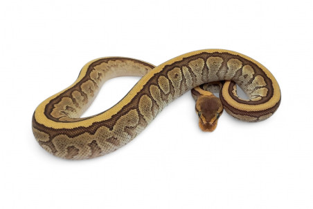 Python regius, jigsaw chocolat