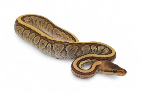 Python regius, jigsaw chocolat