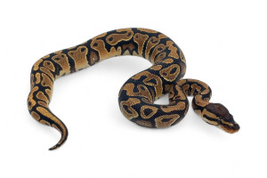 Python regius, gravel