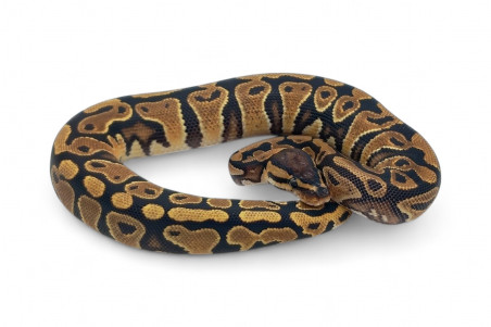Python regius, gravel