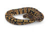 Python regius, gravel