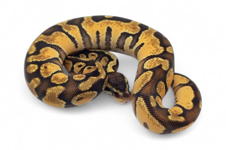Python regius, lesser spotnose chocolat