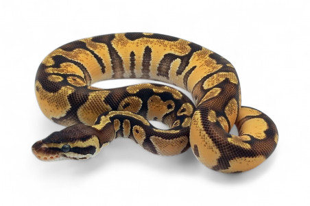 Python regius, lesser spotnose chocolat