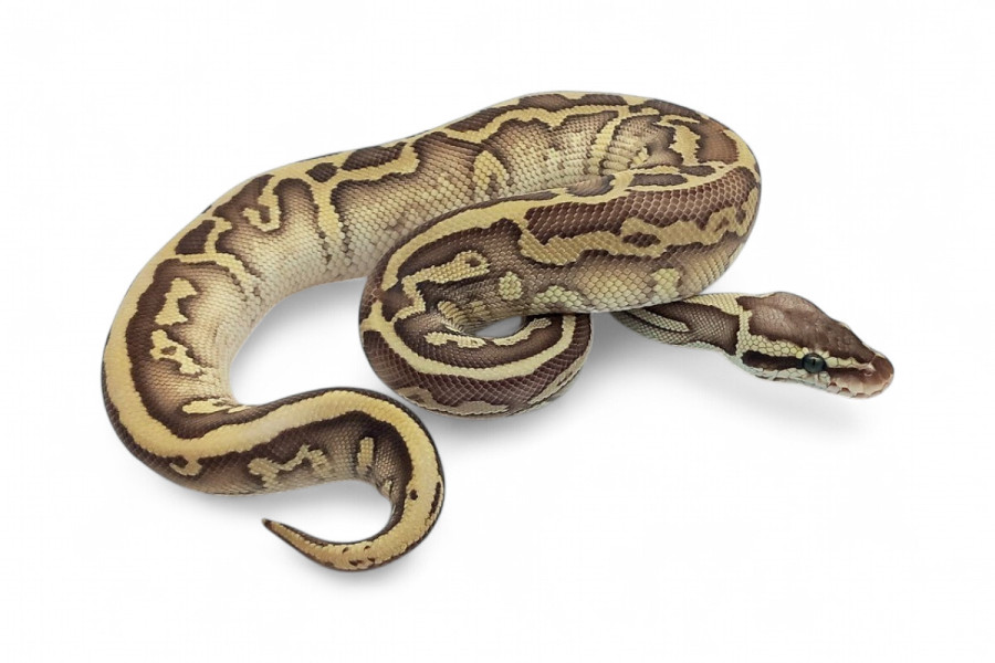 Python regius, leopard pastel lesser