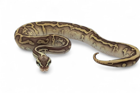 Python regius, leopard pastel lesser