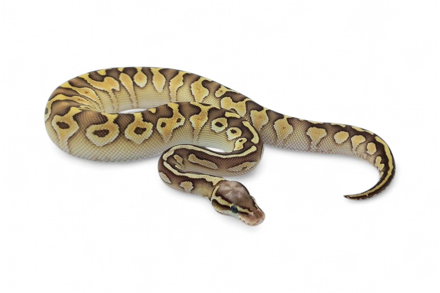 Python regius, lesser pastel yellow belly