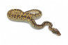 Python regius, lesser pastel yellow belly