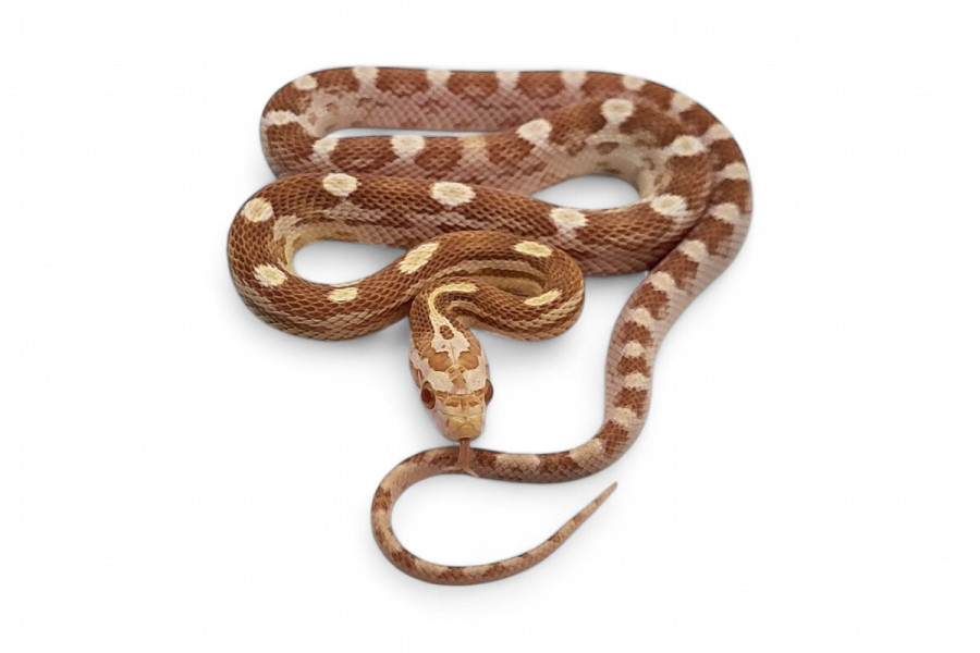 Pantherophis guttatus, butter motley