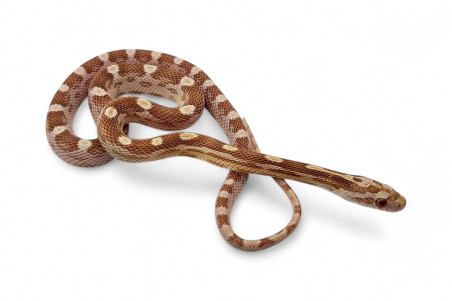 Pantherophis guttatus, butter motley