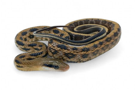 Elaphe (Orthriophis) taeniura friesei, 2025