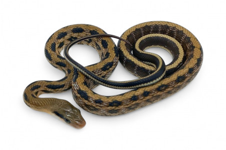 Elaphe (Orthriophis) taeniura friesei, 2025