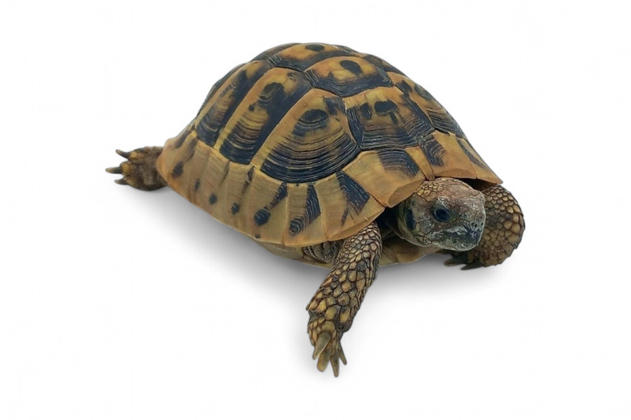 Testudo hermanni boettgeri, 12 à 14 cm