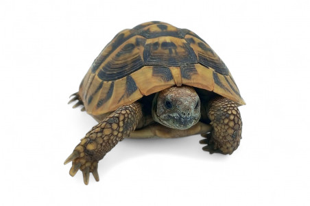 Testudo hermanni boettgeri, 12 à 14 cm