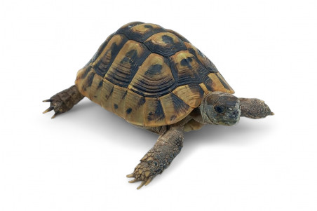 Testudo hermanni boettgeri, 12 à 14 cm
