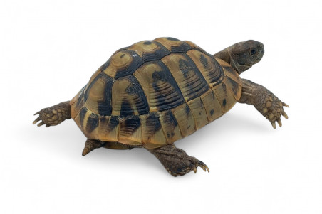 Testudo hermanni boettgeri, 12 à 14 cm