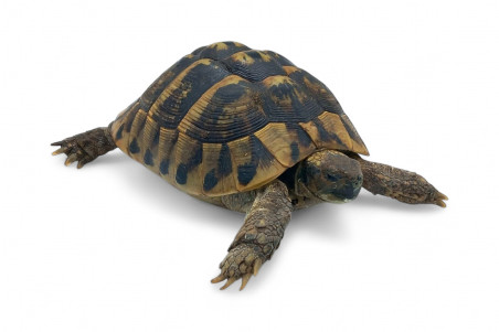 Testudo hermanni boettgeri, 15-18 cm