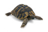 Testudo hermanni boettgeri, 15-18 cm